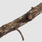 dekorácia korková vetva S 15 - 30 cm
